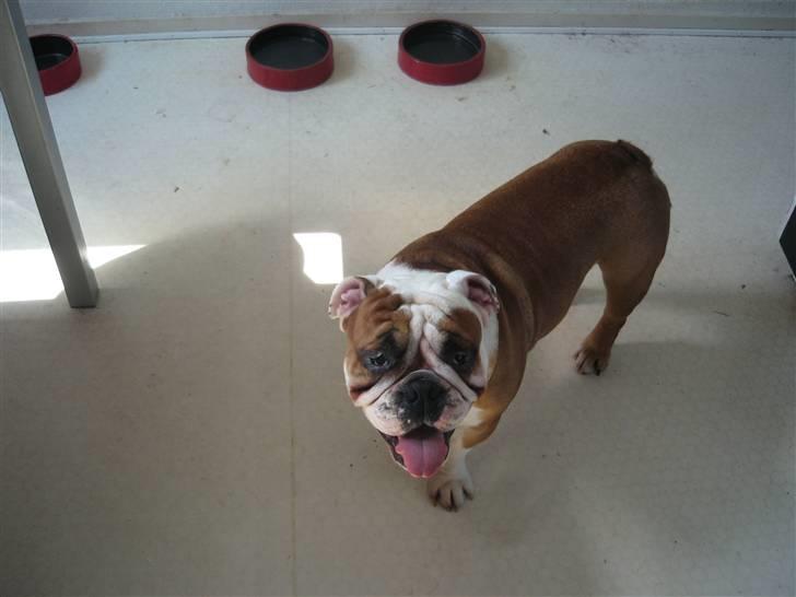 Engelsk bulldog Dolche  billede 13