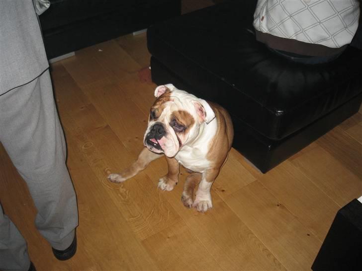 Engelsk bulldog Dolche  billede 14