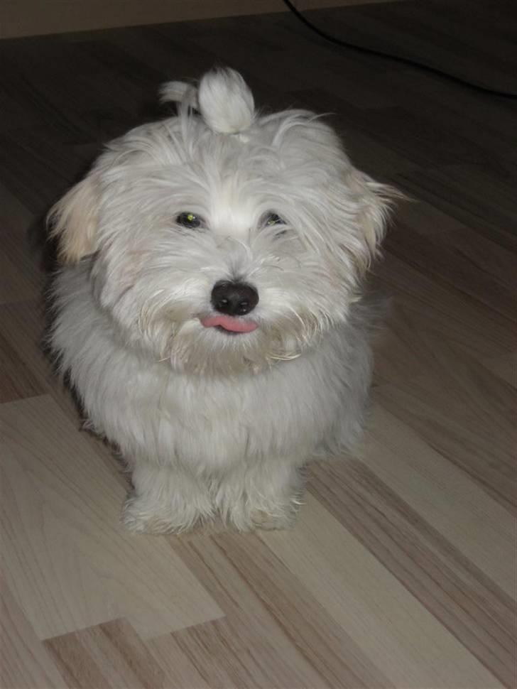 Coton de tulear Toffi billede 1