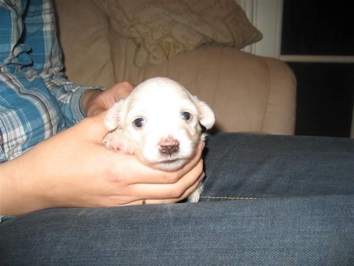 Coton de tulear Toffi - Her Toffi 2 uger billede 2