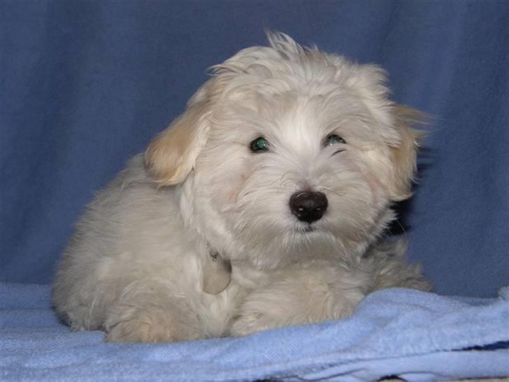 Coton de tulear Toffi billede 3