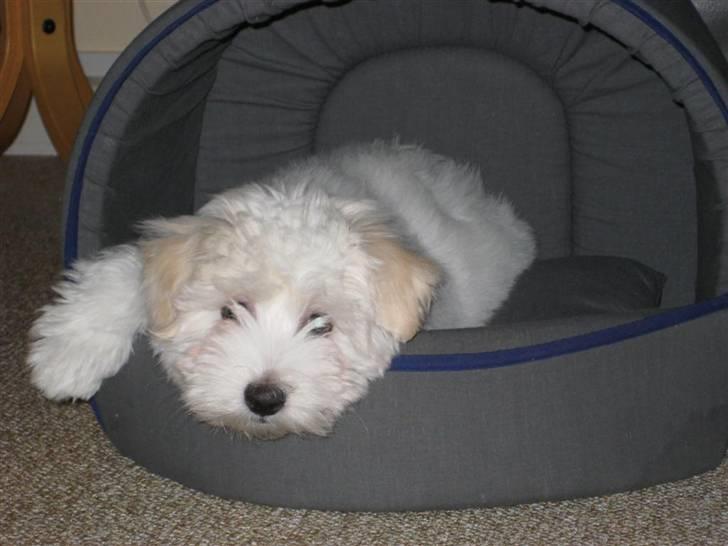 Coton de tulear Toffi - slapper lige af efter have leget en vild leg med Henrik =) billede 4