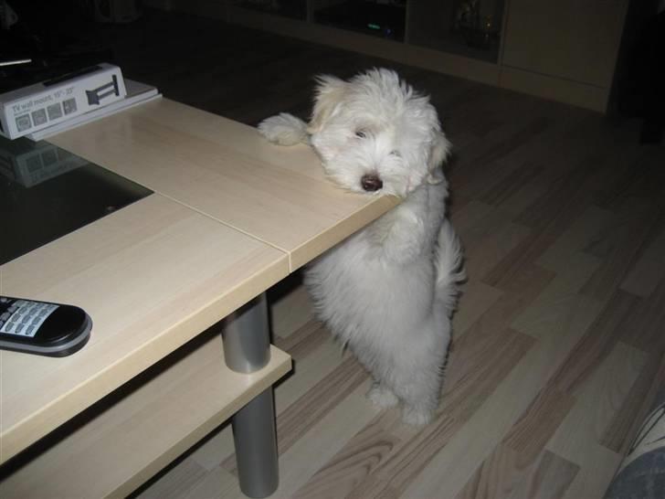 Coton de tulear Toffi - hmm ingen godbider her... =( billede 5