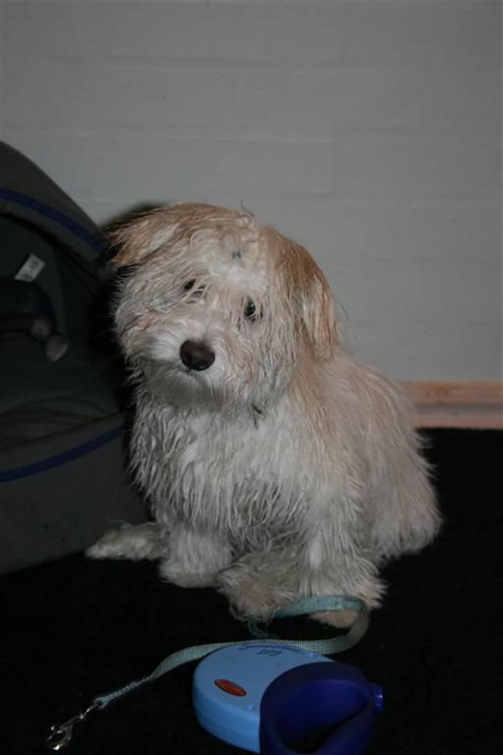 Coton de tulear Toffi billede 6