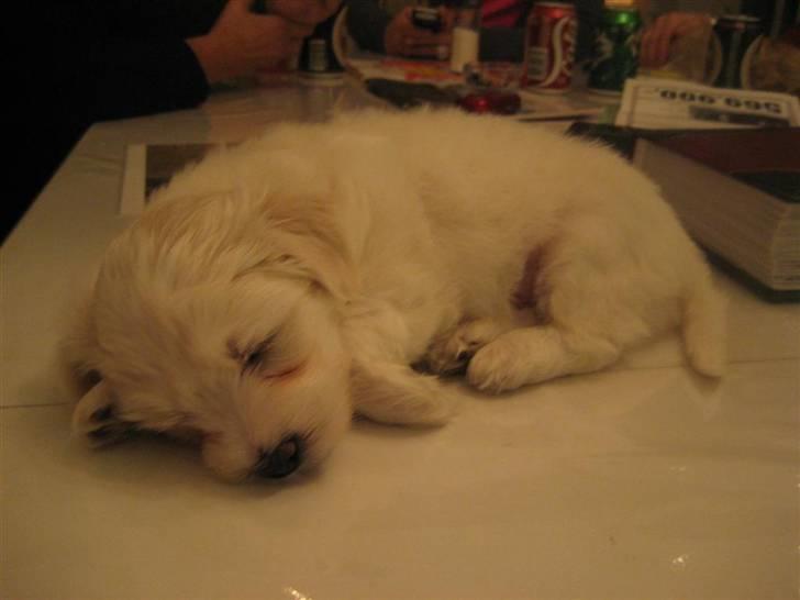 Coton de tulear Toffi - Toffi 6 uger gamle billede 7