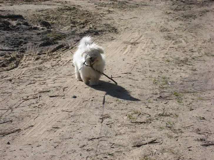 Coton de tulear Toffi billede 8