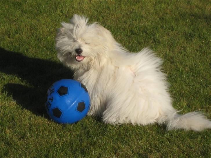 Coton de tulear Toffi - Toffi elsker at lege en bold billede 9
