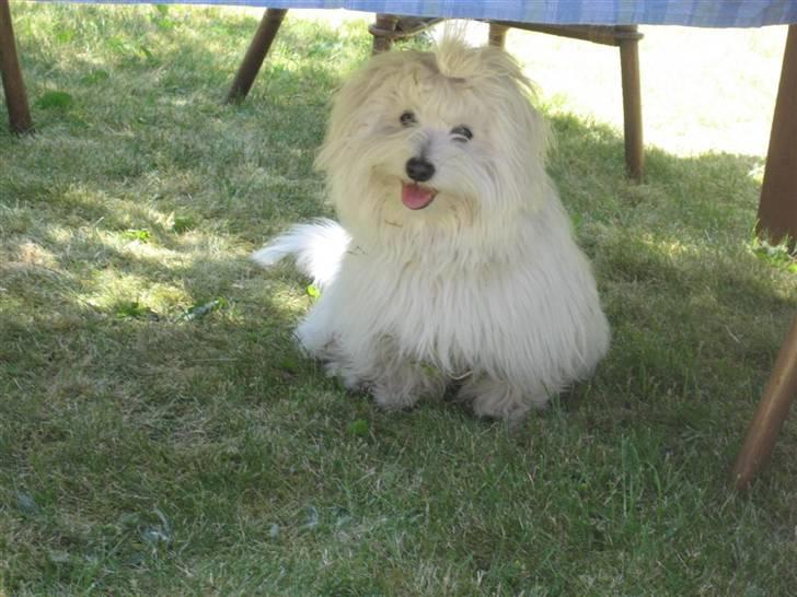 Coton de tulear Toffi - Årh det er bare dejligt at sidde i skyggen.. billede 10