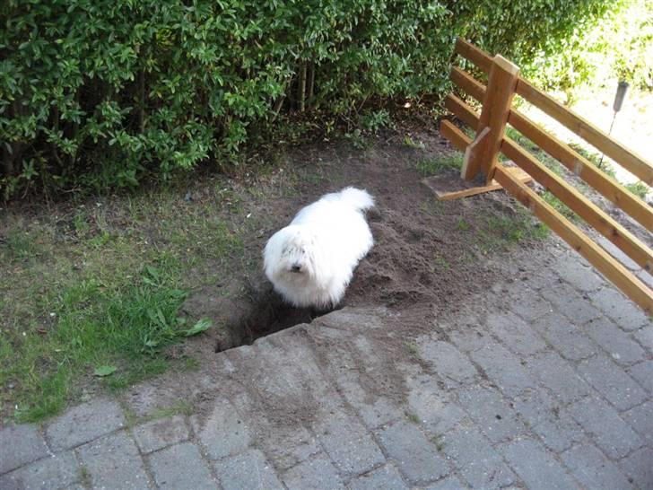 Coton de tulear Toffi - Graver efter et stort kødben billede 11