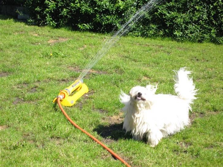 Coton de tulear Toffi - Jeg kan godt lide at lege med vand =) billede 12