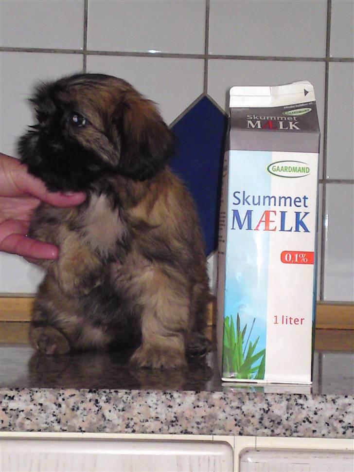 Shih tzu Kaisia - Se  hvor stoooooor jeg er :) billede 6