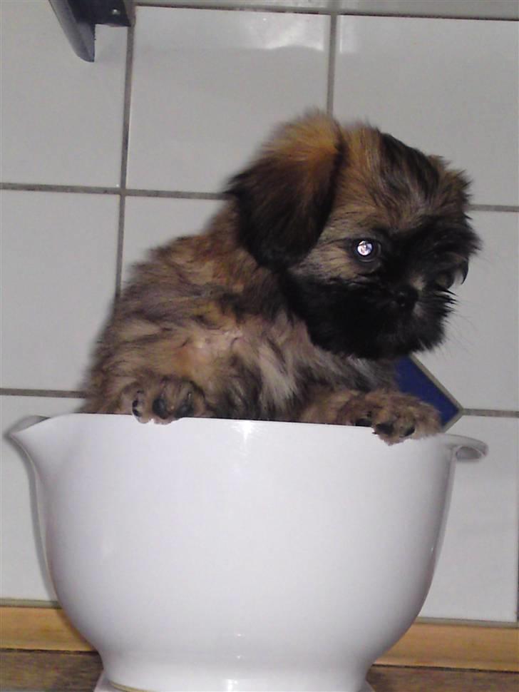 Shih tzu Kaisia - Vejer 1,8 kg = 8 uger gammel!!!! billede 7