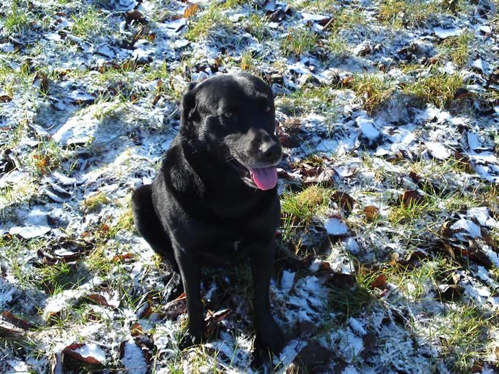 Blanding af racer gigi billede 1