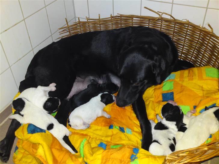 Blanding af racer gigi billede 3