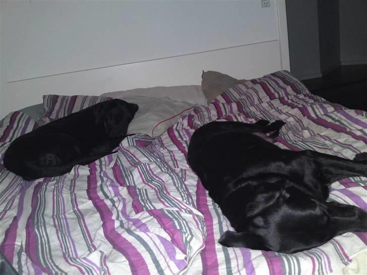 Blanding af racer gigi billede 4