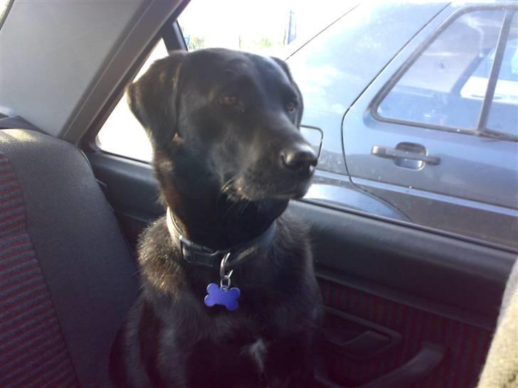 Blanding af racer gigi billede 5