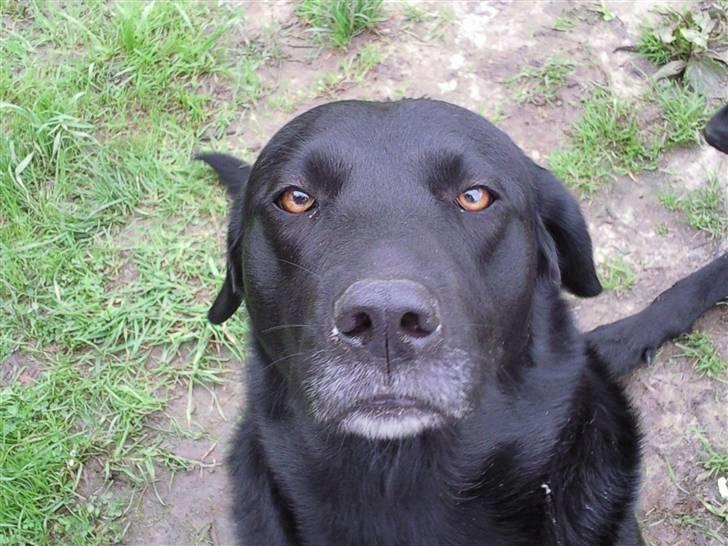 Blanding af racer gigi billede 6