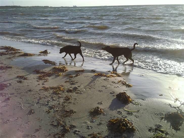 Blanding af racer gigi billede 7