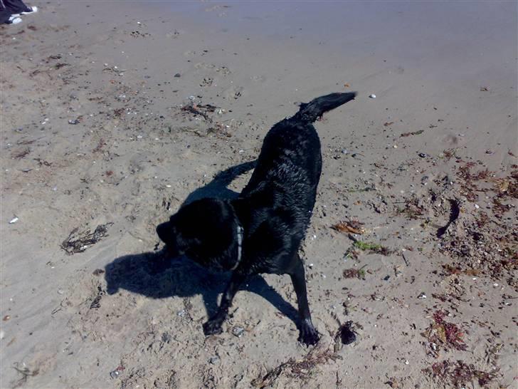 Blanding af racer gigi billede 9