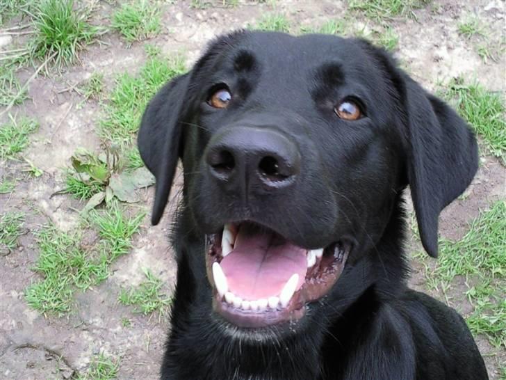 Blanding af racer bandit billede 1