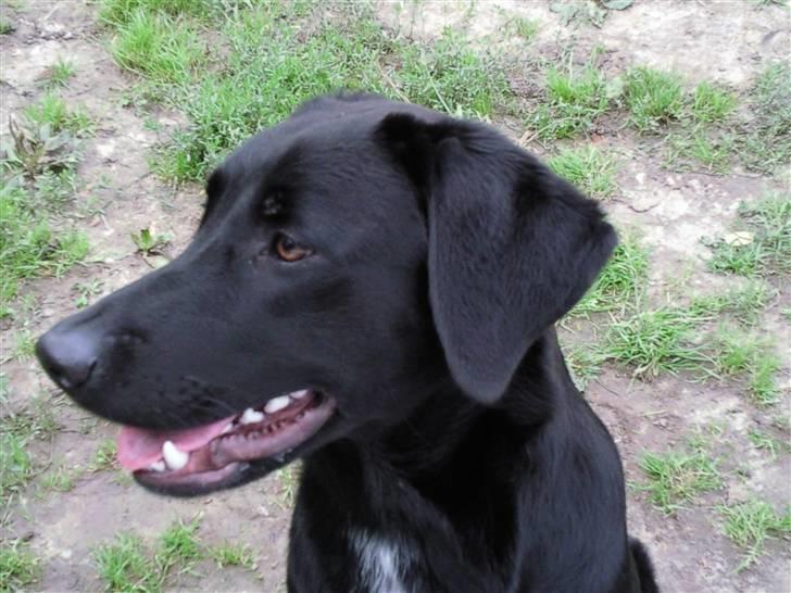 Blanding af racer bandit billede 2