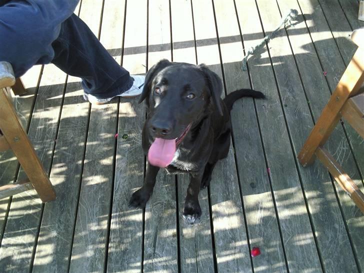 Blanding af racer bandit billede 3