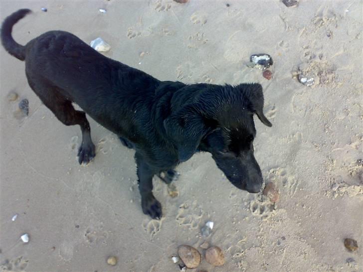 Blanding af racer bandit billede 4