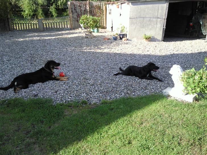 Blanding af racer bandit billede 5