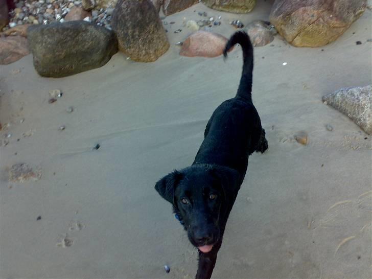 Blanding af racer bandit billede 6