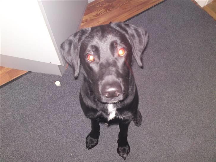 Blanding af racer bandit billede 7