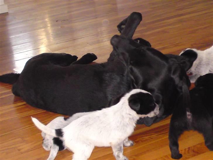 Blanding af racer bandit billede 8