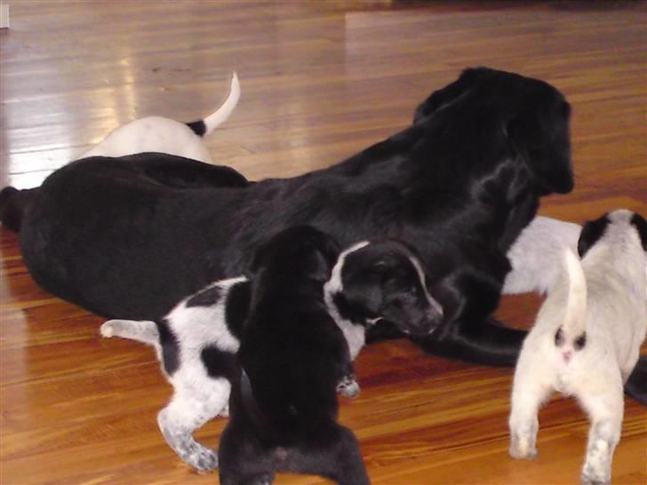 Blanding af racer bandit billede 9