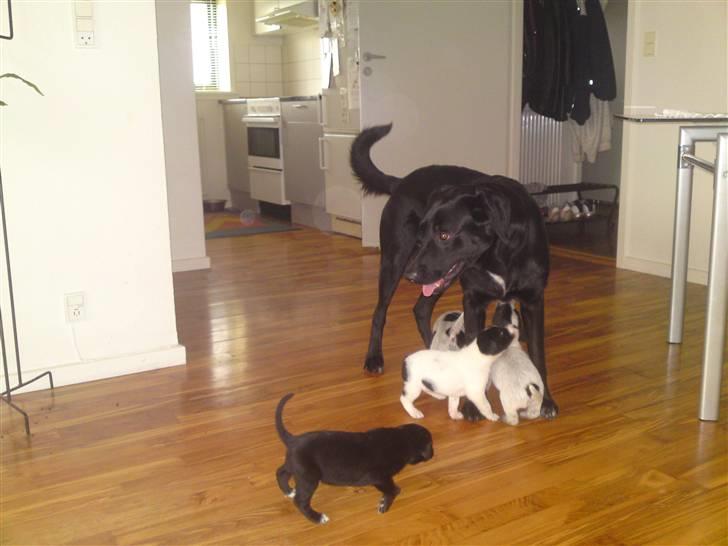 Blanding af racer bandit billede 11