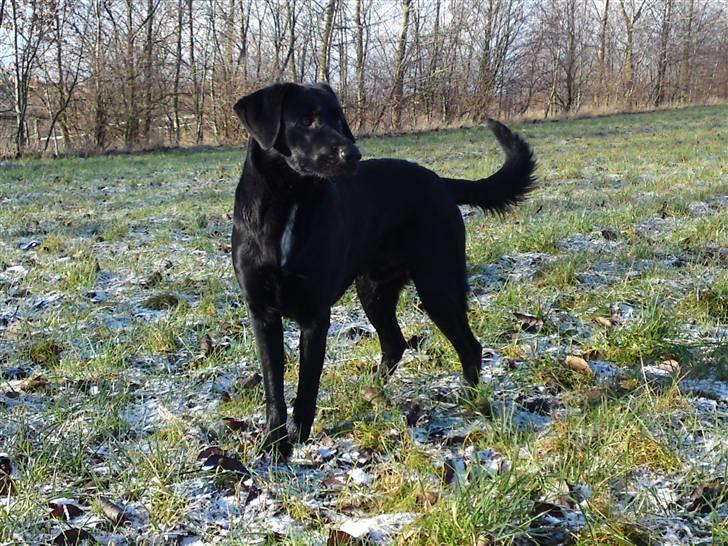 Blanding af racer bandit billede 12