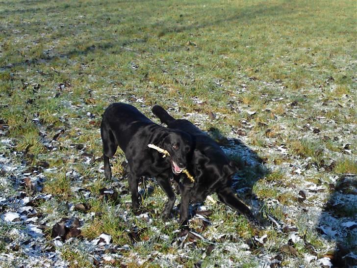 Blanding af racer bandit billede 13