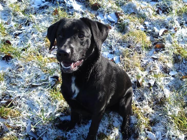 Blanding af racer bandit billede 14