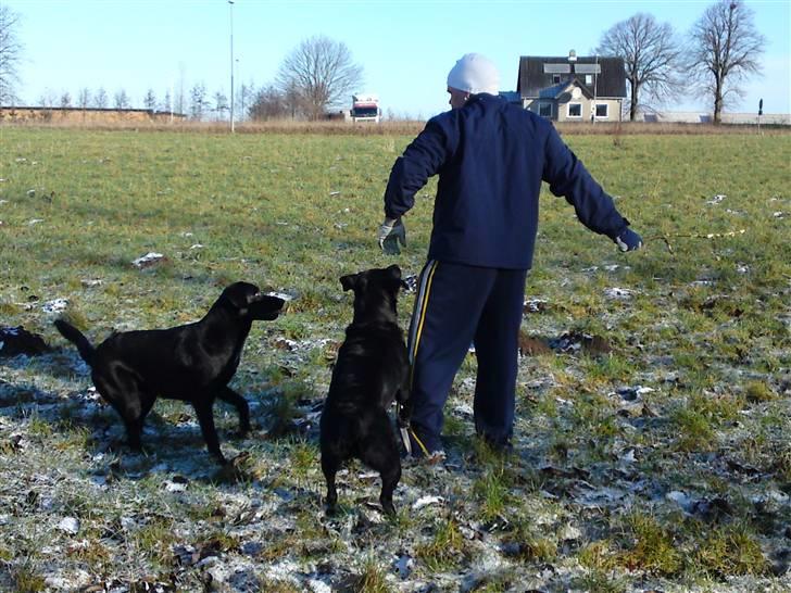 Blanding af racer bandit billede 15