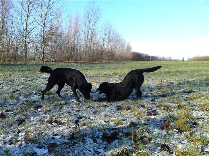 Blanding af racer bandit billede 16