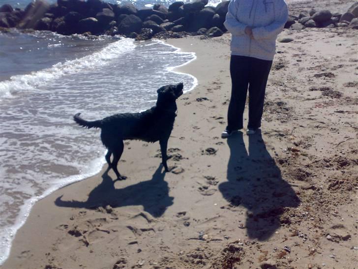 Blanding af racer gigi billede 10