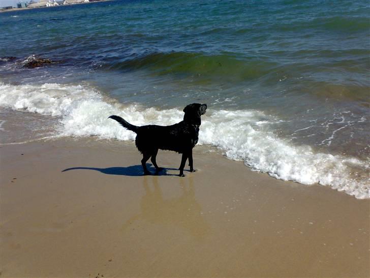 Blanding af racer gigi billede 11