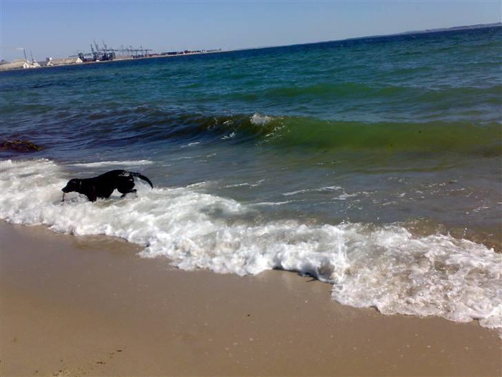 Blanding af racer gigi billede 12