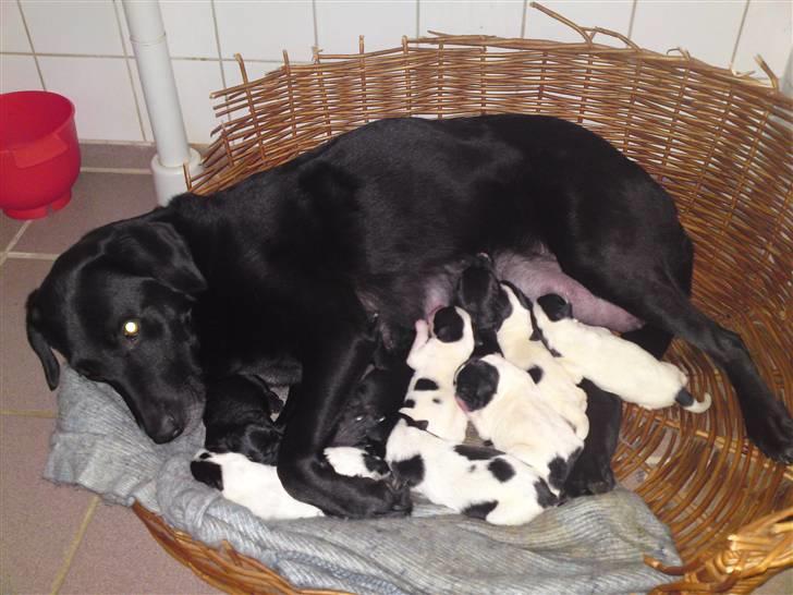 Blanding af racer gigi billede 13