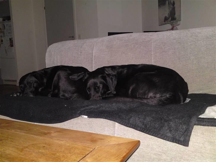 Blanding af racer gigi billede 14