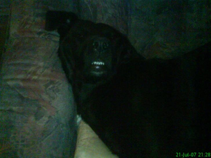 Blanding af racer gigi billede 15