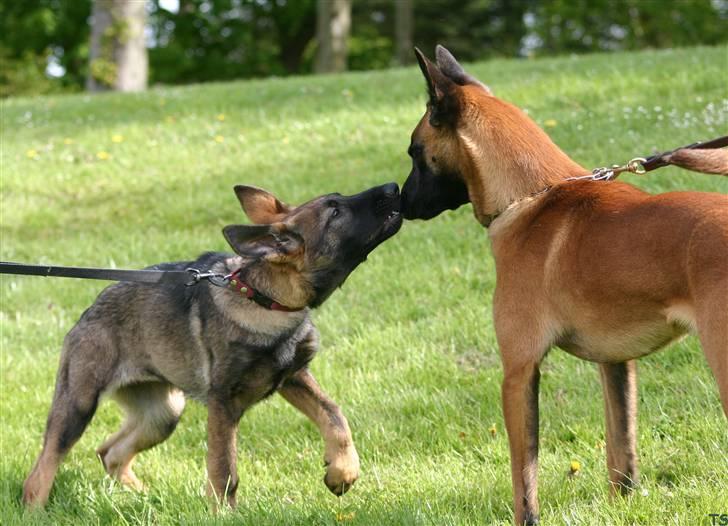 Schæferhund Faolans Akela billede 9