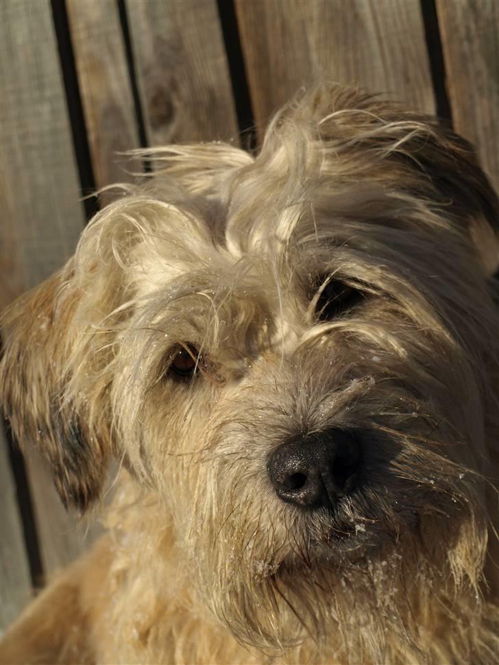 Irish Glen of Imaal Terrier Mille<3 - Velkommen til min dejlige hund. ,- Hun betyder alt for mig! <3 Foto: Mig billede 1