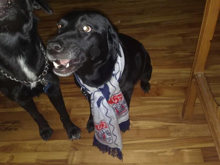 Blanding af racer gigi billede 16