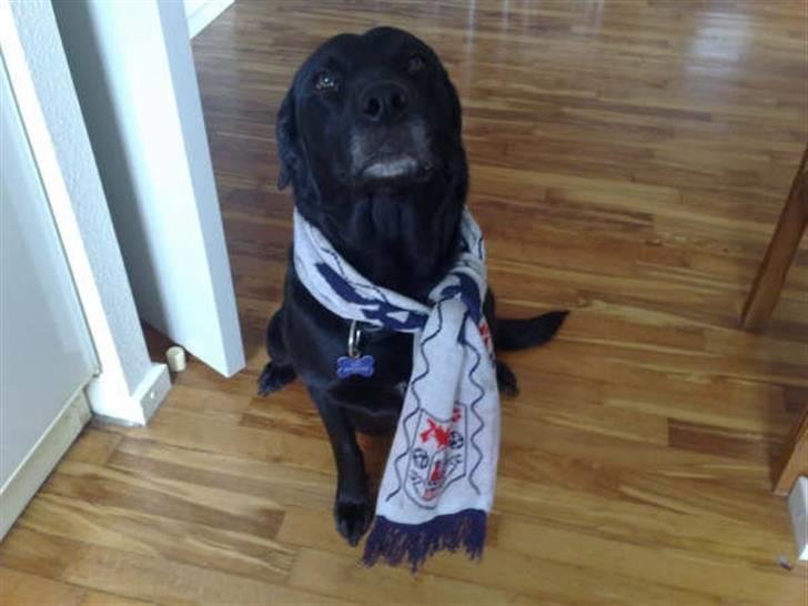 Blanding af racer gigi billede 17