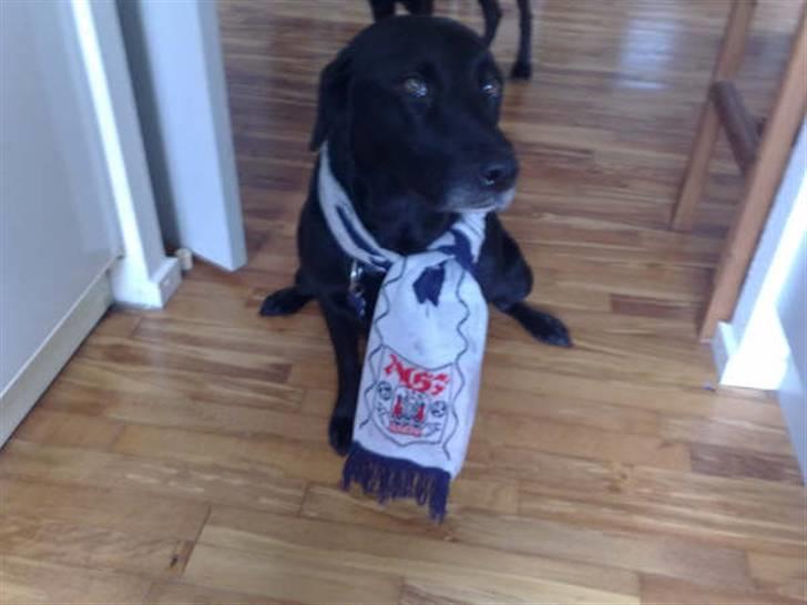 Blanding af racer gigi billede 18