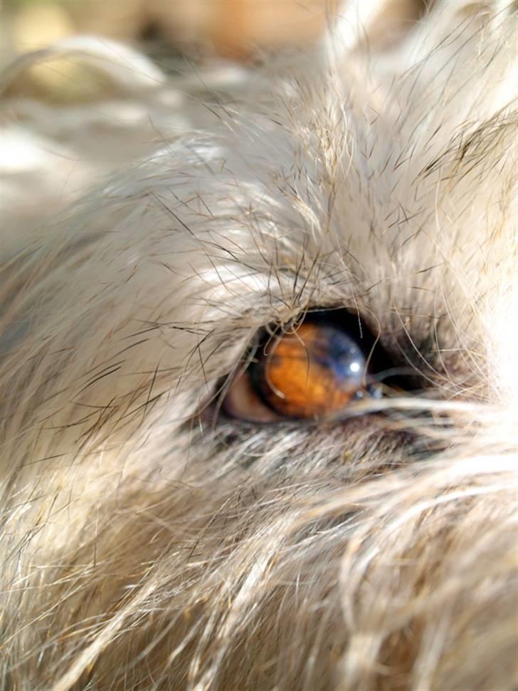 Irish Glen of Imaal Terrier Mille<3 - Fordi jeg elsker Milles øjne! <3 Foto: Mig billede 2